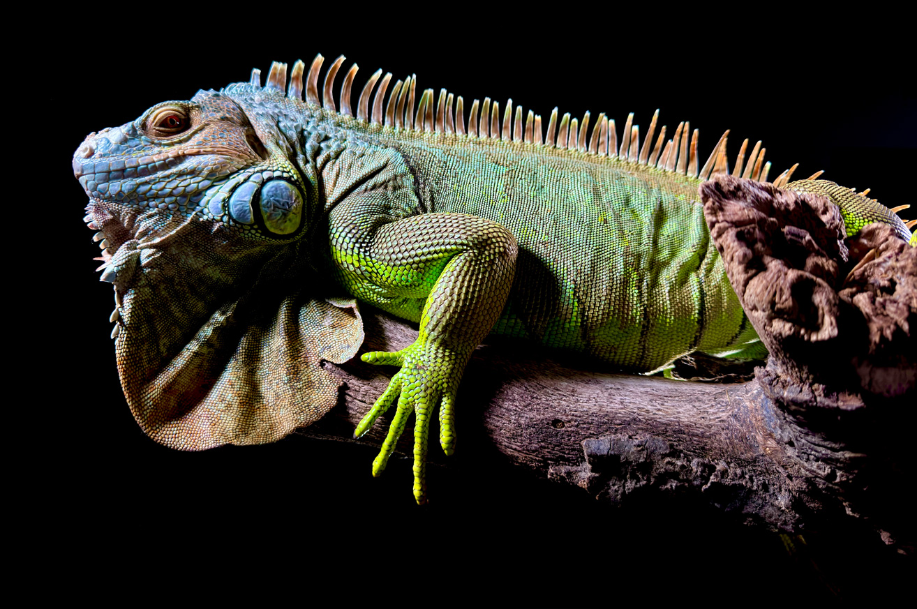 Une photo détaillée d’un iguane vert, prise avec l’appareil photo principal 48 mégapixels de l’iPhone 15 Pro